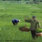 Andrea Enrico Pia: Ritorno al villaggio. Società rurale, teoria politica e il dibattito sulla "modernità" in Cina