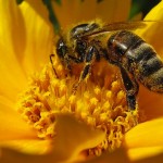 Ricken Patel (Avaaz): Enorme vittoria per le api