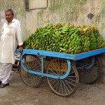 Vandana Shiva: I parassiti delle banane