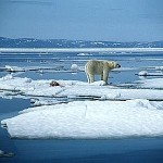 Ricken Patel (Avaaz): Si stanno sciogliendo i ghiacci del Polo Nord