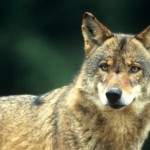 Seconda storia d'amore: il lupo Slavc trova l'amore di Giulietta dopo duemila chilometri  nel parco naturale della Lessinia