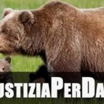 Giustizia per Daniza, l'orsa che voleva difendere i suoi cuccioli uccisa durante la sua cattura