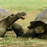 Le tartarughe delle Galapagos e i varani di Lombok stanno bene