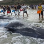 Legambiente: Una petizione per fermare l'airgun e salvare i cetacei