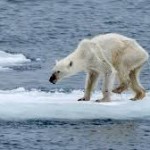 Roberto Dall'Olio: L'agonia degli orsi polari