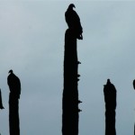 Vito Mancuso: Gli avvoltoi