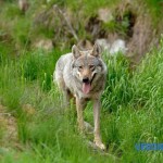 Aulo Crisma: I lupi sui monti Lessini