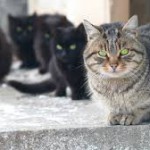 Roberto Dall'Olio: I gatti di Pacho