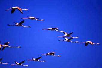 Roberto Dall'Olio: Fenicotteri in volo. La bellezza di una nuvola rosa