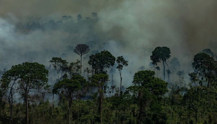 Roberto Dall'Olio: Amazzonia. La foresta brucia