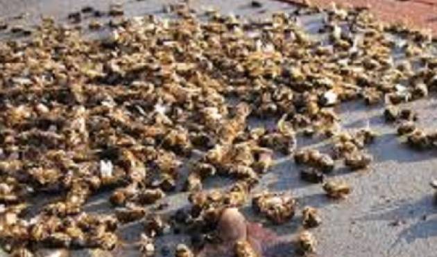 Roberto Dall'Olio: Moria di api in Lombardia