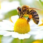 Roberto Dall'Olio: Salviamo la biodiversità. Le api