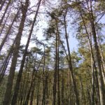 Gian Paolo Rossini: Riforestazione e afforestazione, due opzioni non banali per la mitigazione dei cambiamenti climatici