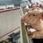 Roberto Dall'Olio: Il grattacielo dei maiali in Cina