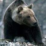 Roberto Dall'Olio: L'orsa marsicana