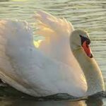 Roberto Dall'Olio: Cigno reale