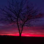 Roberto Dall'Olio: Noi (umani e non)