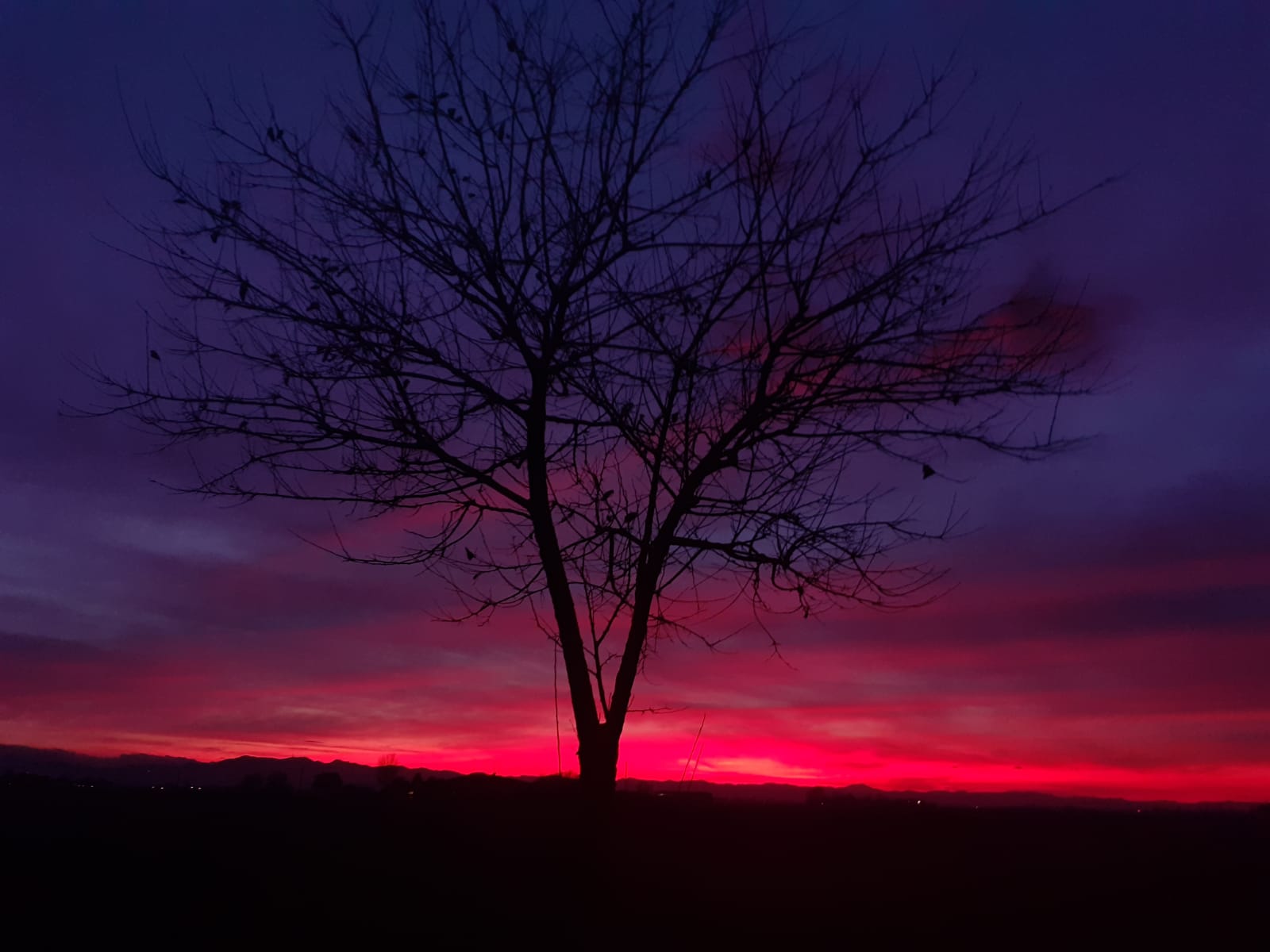 Roberto Dall'Olio: Noi (umani e non)